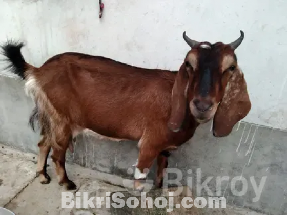 বাচ্চা সহ ছাগল বিক্রয়